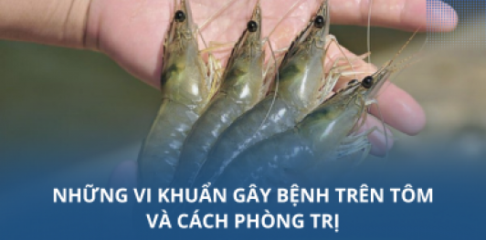 Những vi khuẩn gây bệnh trên tôm và cách phòng trị